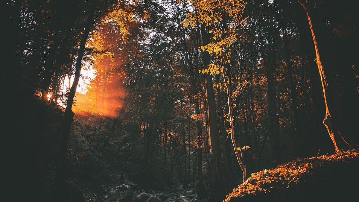 Low autumn sunlight filtering through a forest canopy of turning leaves