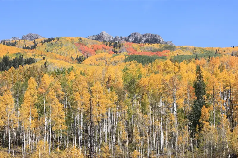 Autumn foliage at Kebler Pass